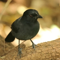 Mucharka lśniąca - Melaenornis pammelaina - Southern Black Flycatcher