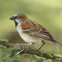 Wróbel rdzawobrewy - Passer rufocinctus - Kenya Rufous Sparrow