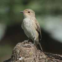 Muchołówka szara - Muscicapa striata - Spotted Flycatcher