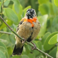 Wikłacz półobrożny - Euplectes ardens - Red-collared Widowbird