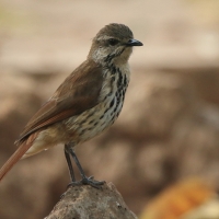 Palmodrozd plamisty - Cichladusa guttata - Spotted Palm Thrush