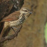 Palmodrozd plamisty - Cichladusa guttata - Spotted Palm Thrush