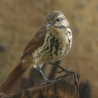 Palmodrozd plamisty - Cichladusa guttata - Spotted Palm Thrush