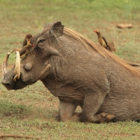 Bąkojad czerwonodzioby - Buphagus erythrorhynchus - Red-billed Oxpecker
