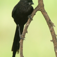 Dzierzba srokata - Lanius melanoleucus - Magpie Shrike