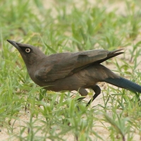 Błyszczak jednobarwny - Lamprotornis unicolor - Ashy Starling