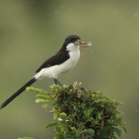 Dzierzba sawannowa - Lanius cabanisi - Long-tailed Fiscal