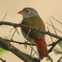 Melba pstra - Pytilia melba - Green-winged Pytilia