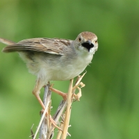 Chwastówka równikowa - Cisticola marginatus - Winding Cisticola