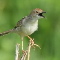 Chwastówka równikowa - Cisticola marginatus - Winding Cisticola