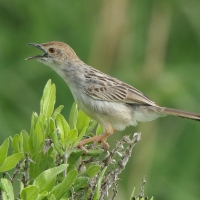 Chwastówka równikowa - Cisticola marginatus - Winding Cisticola