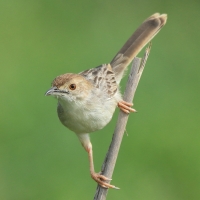 Chwastówka równikowa - Cisticola marginatus - Winding Cisticola