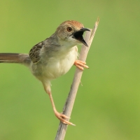 Chwastówka równikowa - Cisticola marginatus - Winding Cisticola