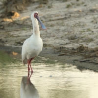 Warzęcha czerwonolica - Platalea alba - African Spoonbill