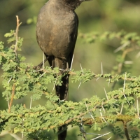 Błyszczak jednobarwny - Lamprotornis unicolor - Ashy Starling