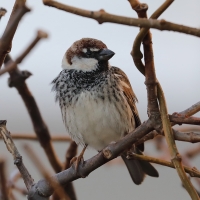 Wróbel śródziemnomorski - Passer hispaniolensis - Spanish Sparrow