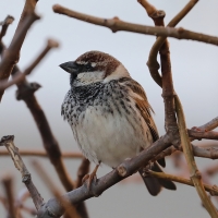 Wróbel śródziemnomorski - Passer hispaniolensis - Spanish Sparrow