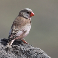 Gilak pustynny - Bucanetes githagineus - Trumpeter Finch