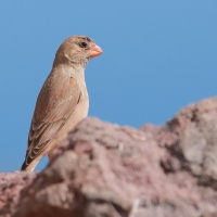 Gilak pustynny - Bucanetes githagineus - Trumpeter Finch
