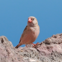 Gilak pustynny - Bucanetes githagineus - Trumpeter Finch