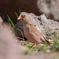 Gilak pustynny - Bucanetes githagineus - Trumpeter Finch