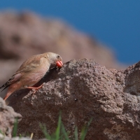 Gilak pustynny - Bucanetes githagineus - Trumpeter Finch