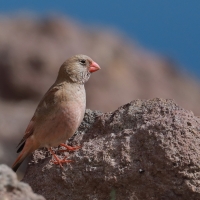 Gilak pustynny - Bucanetes githagineus - Trumpeter Finch