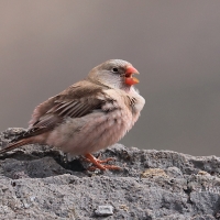 Gilak pustynny - Bucanetes githagineus - Trumpeter Finch