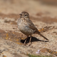 Świergotek kanaryjski - Anthus berthelotii - Berthelot's Pipit