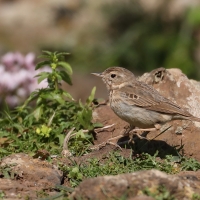 Świergotek kanaryjski - Anthus berthelotii - Berthelot's Pipit