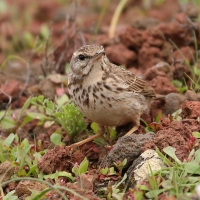 Świergotek kanaryjski - Anthus berthelotii - Berthelot's Pipit