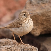 Świergotek kanaryjski - Anthus berthelotii - Berthelot's Pipit