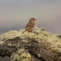 Świergotek kanaryjski - Anthus berthelotii - Berthelot's Pipit