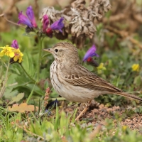 Świergotek kanaryjski - Anthus berthelotii - Berthelot's Pipit