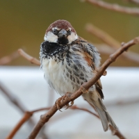 Wróbel śródziemnomorski - Passer hispaniolensis - Spanish Sparrow