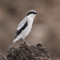 Dzierzba śródziemnomorska - Lanius meridionalis - Iberian Grey Shrike