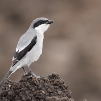 Dzierzba śródziemnomorska - Lanius meridionalis - Iberian Grey Shrike