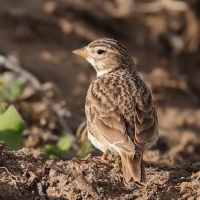 Skowrończyk mały - Alaudala rufescens - Lesser Short-toed Lark