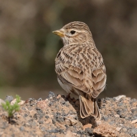 Skowrończyk mały - Alaudala rufescens - Lesser Short-toed Lark