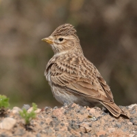 Skowrończyk mały - Alaudala rufescens - Lesser Short-toed Lark