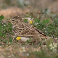 Skowrończyk mały - Alaudala rufescens - Lesser Short-toed Lark