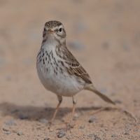 Świergotek kanaryjski - Anthus berthelotii - Berthelot's Pipit