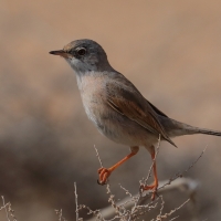 Pokrzewka okularowa - Curruca conspicillata - Spectacled Warbler