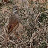 Pokrzewka okularowa - Curruca conspicillata - Spectacled Warbler