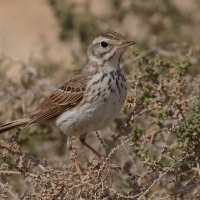 Świergotek kanaryjski - Anthus berthelotii - Berthelot's Pipit