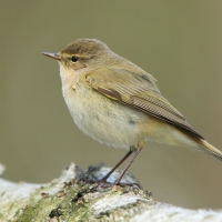 Pierwiosnek - Phylloscopus collybita - Common Chiffchaff