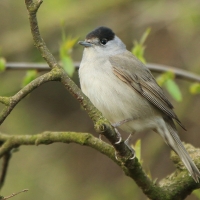 Kapturka - Sylvia atricapilla - Eurasian Blackcap