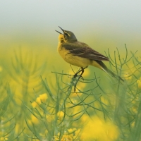 Pliszka żółta - Motacilla flava - Yellow Wagtail