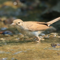 Cierniówka - Sylvia communis - Common Whitethroat