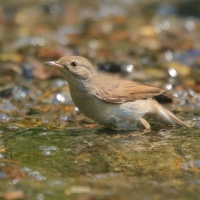 Cierniówka - Sylvia communis - Common Whitethroat